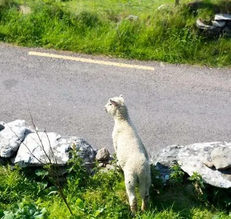 Hébergement de vacances Atlantic Rest Dingle