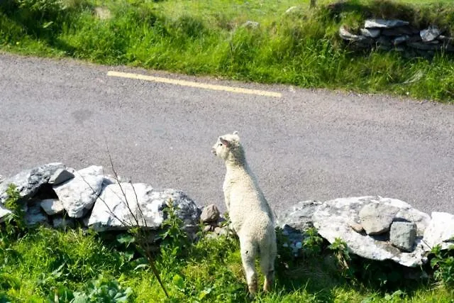 Vakantiehuis Atlantic Rest Dingle